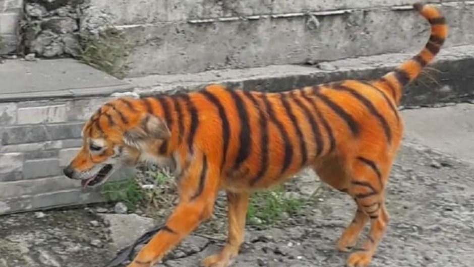 Se trata de un perro callejero que fue pintado para que pareciera un tigre. (Foto:@animalmalaysia). 
